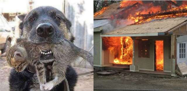 Cachorro enfrenta incêndio