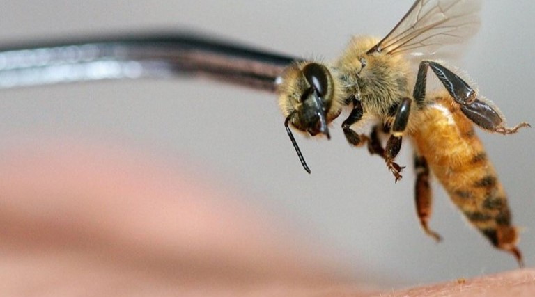 Veneno de abelha mata células com câncer e potencializa quimioterapia.