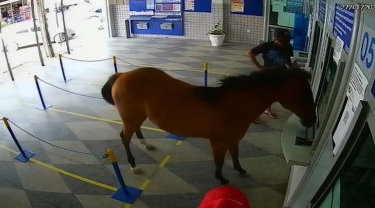 cavalo invade casa loterica e assusta funcionarios e clientes em cuite
