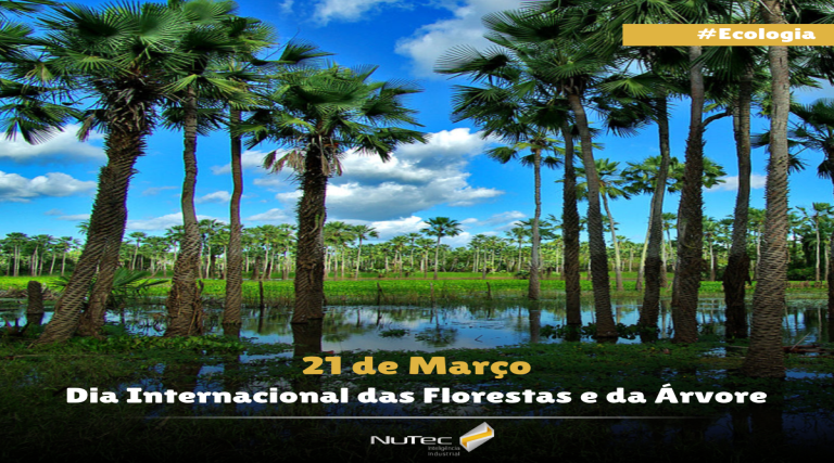 21 de marco dia internacional das florestas e da arvore