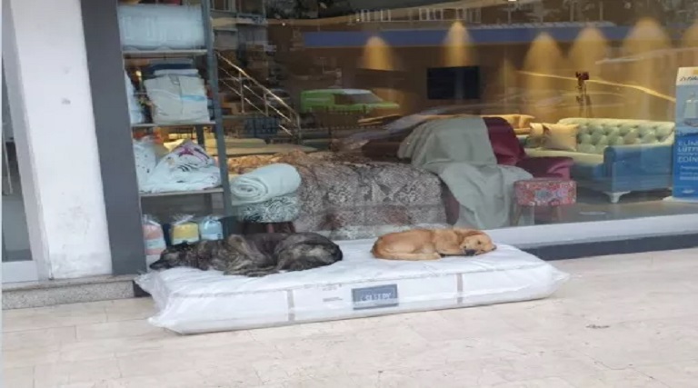 comerciante doa colchao para cachorros dormirem em frente a sua loja