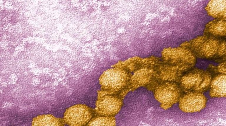 da para piorar cientistas descobrem virus do nilo ocidental em mg