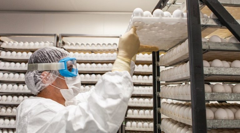 os desafios da butanvac que vai usar 20 milhoes de ovos de galinha para produzir 40 milhoes de vacinas