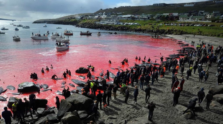 ilhas faroe voltam a cumprir tradicao e matam 175 baleias em cacada