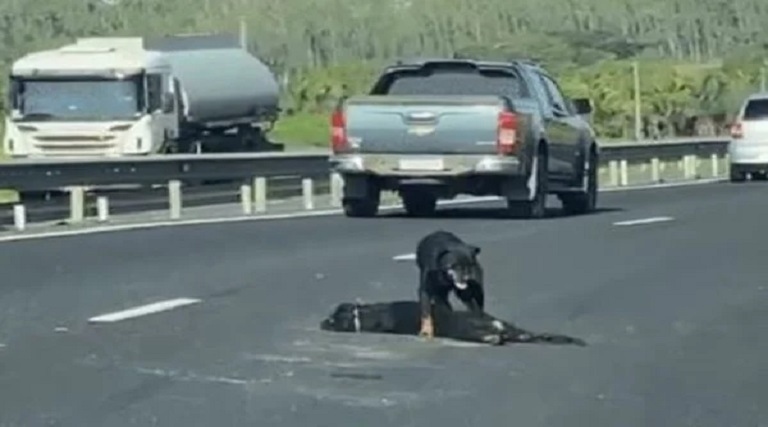 video cachorro morre atropelado em rodovia e cadela protege corpo