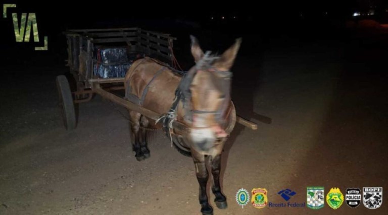 policia federal apreende burro com 300 kg de maconha