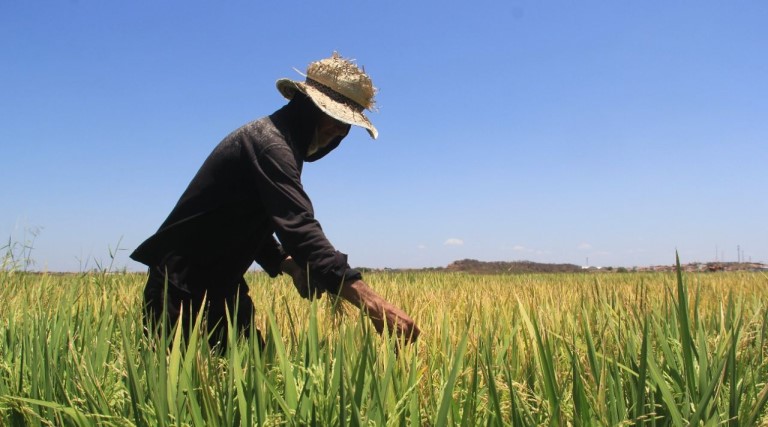 Plantio de arroz nas varzeas do Oros