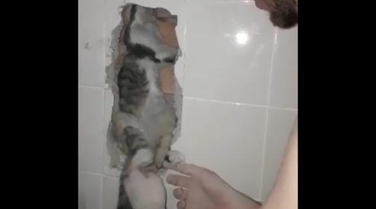 gata fica tres dias desaparecida e e resgatada de dentro da parede veja video