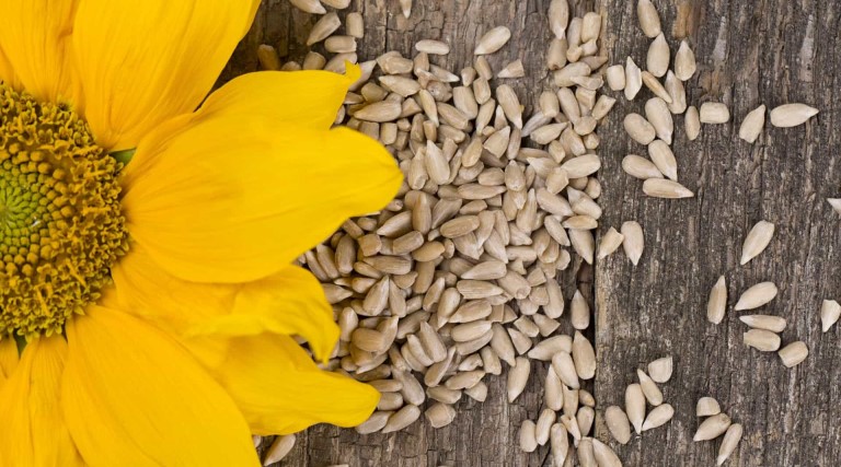 o beneficio surpreendente das sementes de girassol