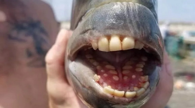 peixe com dentes humanos e capturado em pescaria nos eua