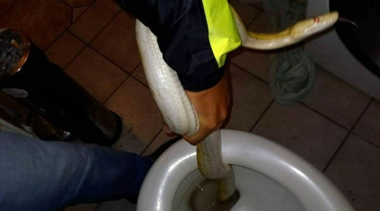 rapaz encontra cobra de dois metros escondida em vaso sanitario na austria