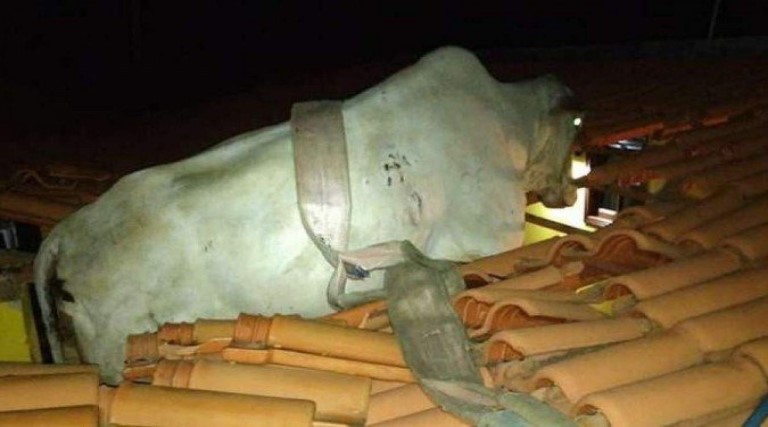 Vaca vai parar em cima de telhado de casa 1 vaca vai parar em cima de telhado de casa