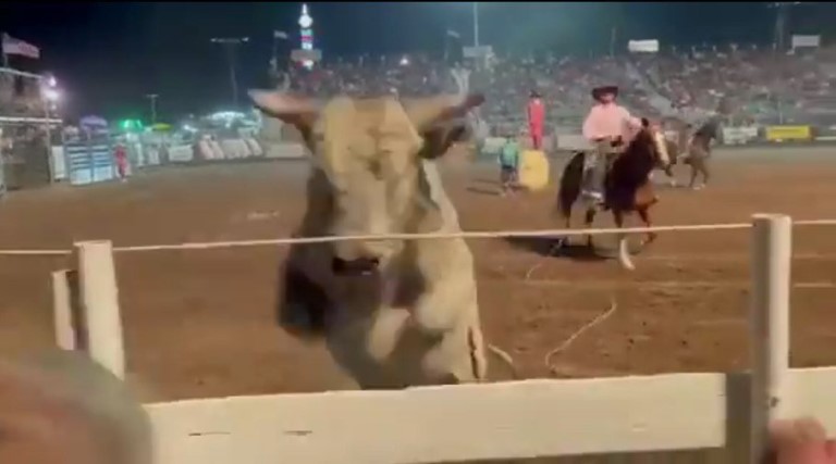 video descontrolado touro avanca sobre plateia durante rodeio nos eua