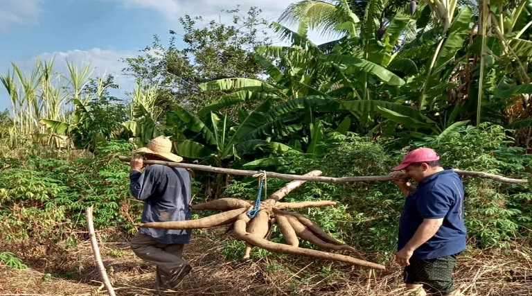 agricultor colhe macaxeira com mais de 30 kg na pb deu pra mais de 10 familias disse