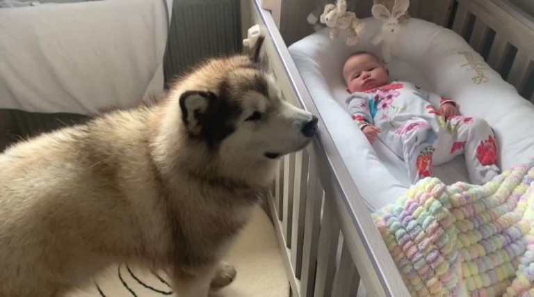 cachorro dedica se integralmente a bebe apos acompanhar gravidez de tutora