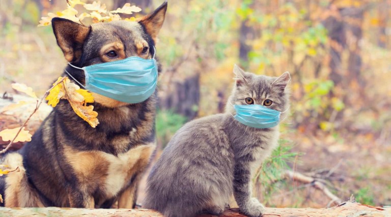 caes e gatos podem ter virus da covid mas sera que podem transmiti lo