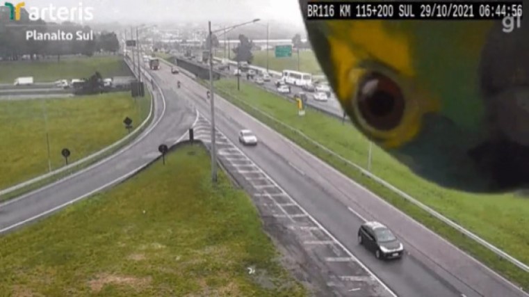 papagaio aparece em camera de monitoramento da br 116 no parana video