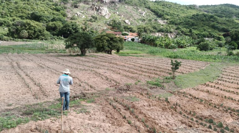 prefeitura de poco dantas executa projeto de banco de mudas de palma forrageira para produtores rurais do municipio min 1