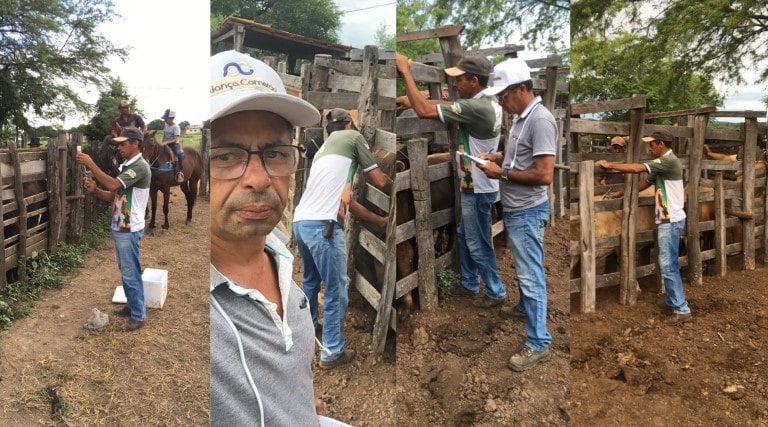 uirauna-campanha-de-vacinacao-contra-febre-aftosa