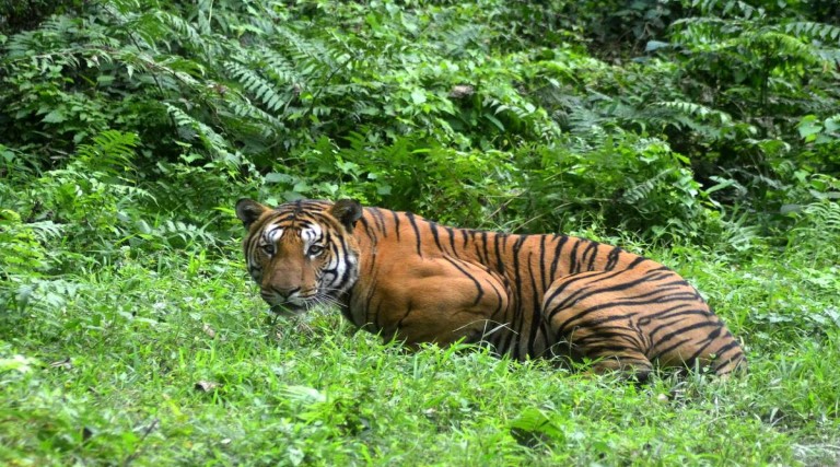 indiana luta contra tigre para salvar bebe