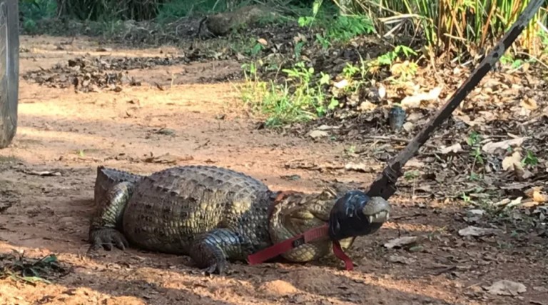 Vídeo: Corpo de Bombeiros resgata o animal de dois metros de comprimento 1 video corpo de bombeiros resgata o animal de dois metros de comprimento