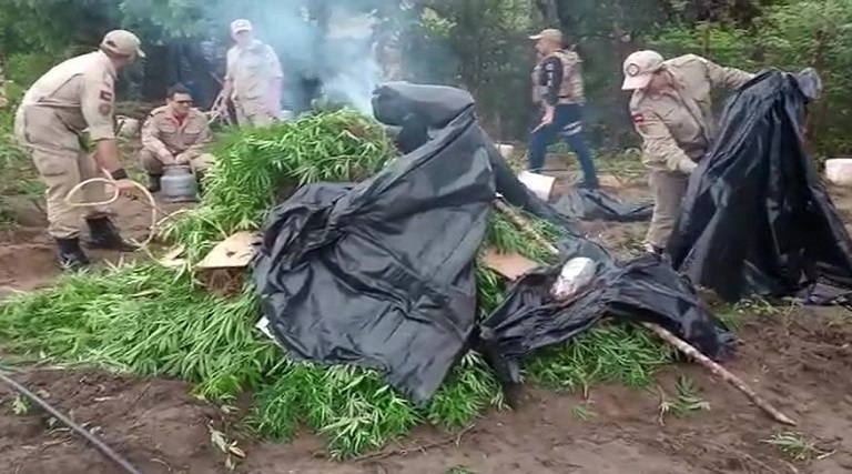 operacao formigueiro policia civil localiza e incinera plantacao de maconha no sertao da paraiba