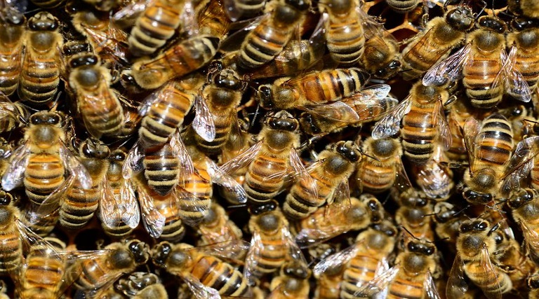 agricultor morre apos ser atacado por enxame de abelhas