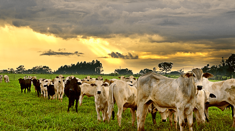 prefeitura de uirauna divulga calendario de vacinacao contra febre aftosa