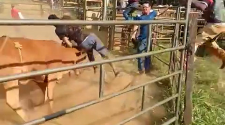 video jovem tenta fazer graca com vaca braba e acaba desmaiado