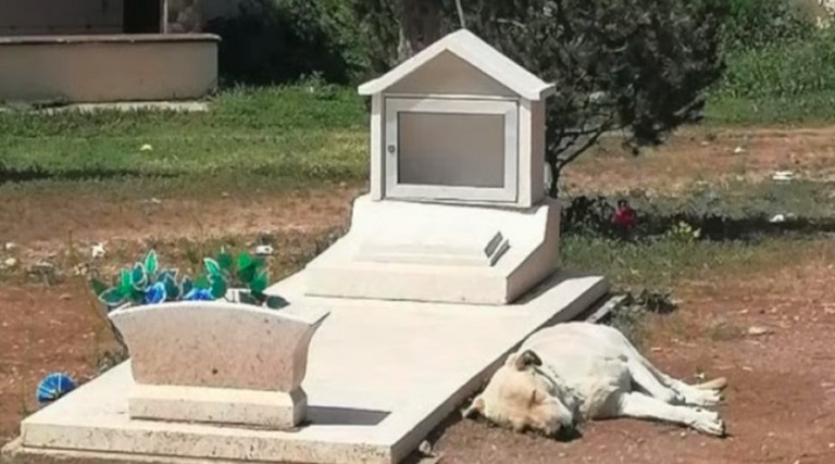 Cachorro se recusa a deixar túmulo de tutor no México