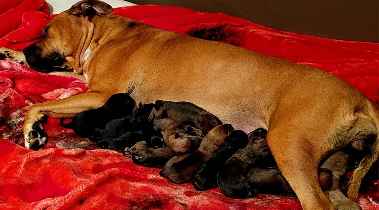 cadela da a luz 22 filhotes dentro de casa na australia