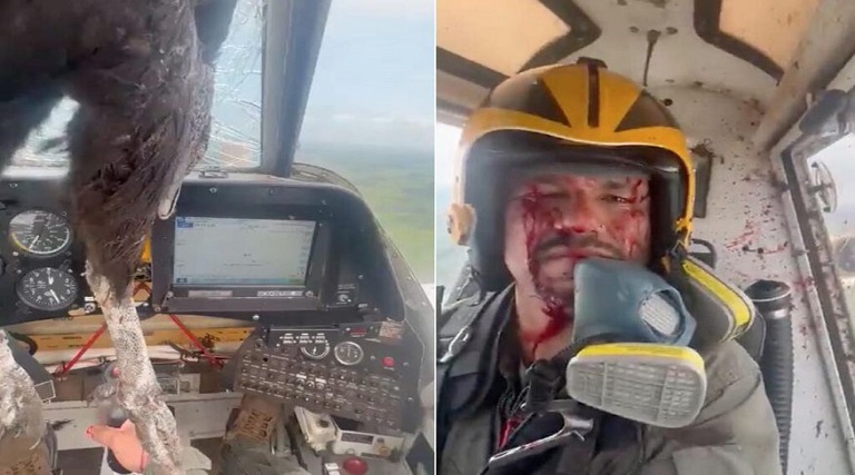 video ave fica presa na cabine de piloto apos colisao com aviao