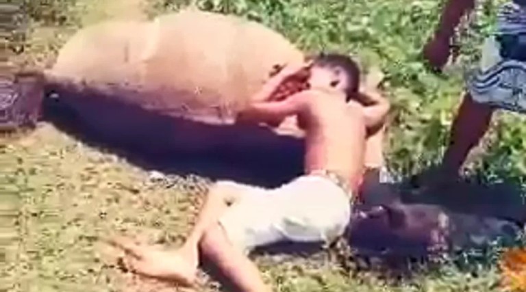 video crianca se desespera e chora ao ver egua de estimacao morta com tiro na cabeca