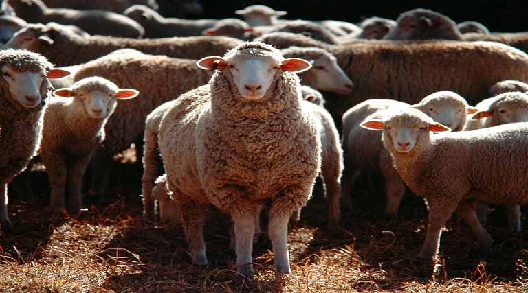 ovelhas comem 100 kg de maconha apos invadirem fazenda na grecia estavam pulando mais alto que cabras