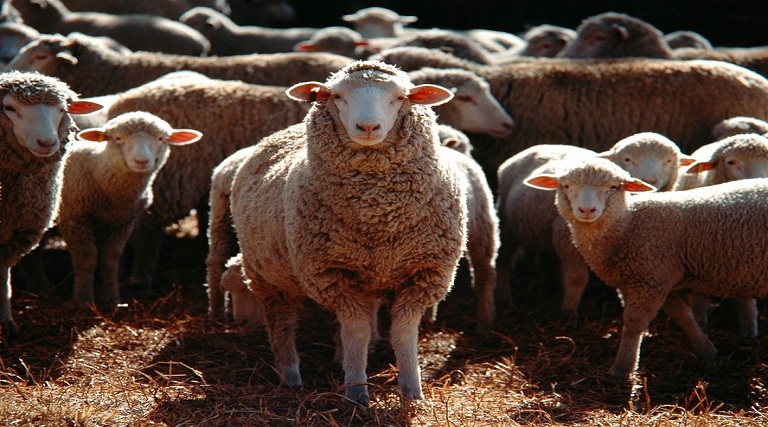 ovelhas-comem-100-kg-de-maconha-apos-invadirem-fazenda-na-grecia-estavam-pulando-mais-alto-que-cabras-