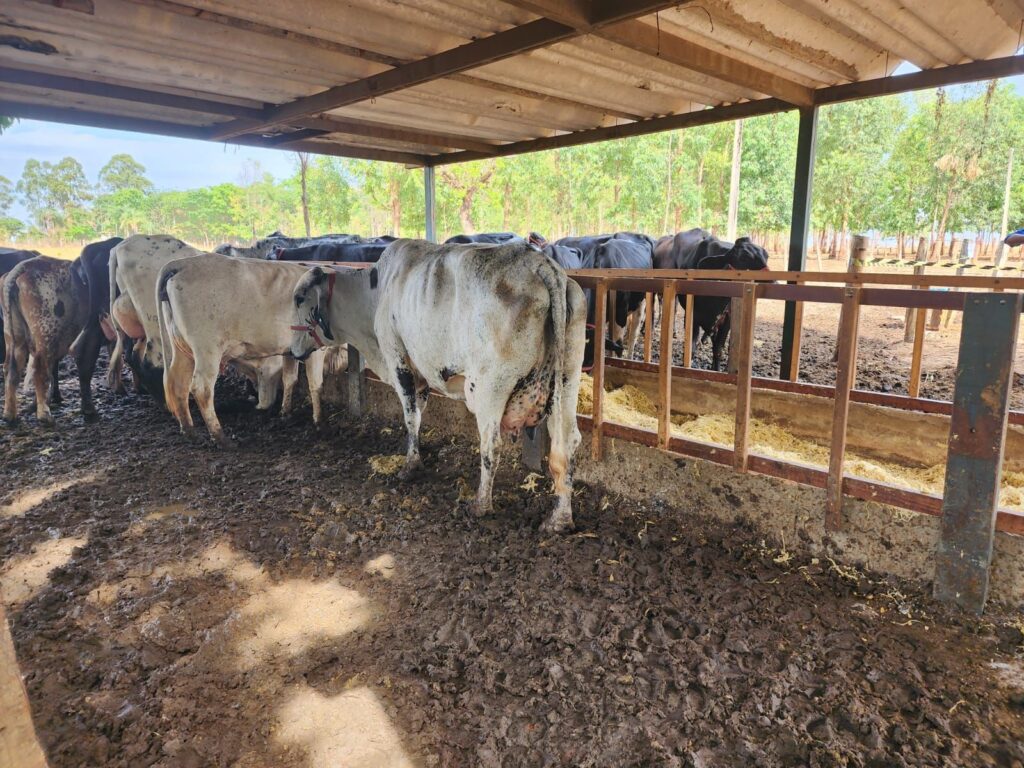 Prefeito Itamar Moreira e o Secretário de Agricultura Alexandre Oliveira participaram de dia de campo sobre pecuária leiteira no Estado de Goiás 9 Imagem do WhatsApp de 2023 10 08 as 07.42.28 10296624