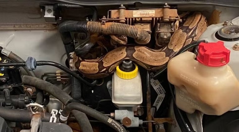 Jiboia em motor de carro surpreende em Rondônia 1 Jiboia em motor de carro surpreende em Rondônia