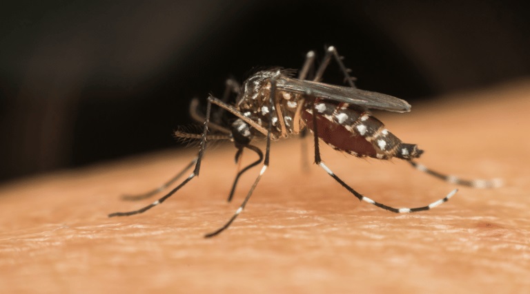 Triunfo combate dengue e promove dia D de imunização