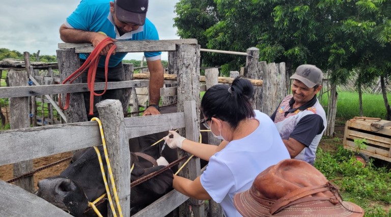 Campanha de vacinação contra Brucelose em Uiraúna