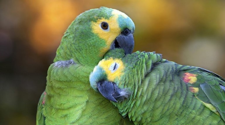 Papagaios testemunham em divórcio por adultério