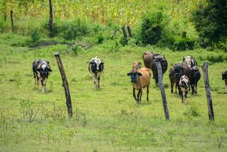 Prefeitura de Poço Dantas, Empaer, Fazenda Eficiente e BNB promovem dia de campo sobre cultura de palma forrageira 2 WhatsApp Image 2024 05 17 at 16.13.22
