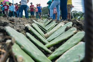 Prefeitura de Poço Dantas, Empaer, Fazenda Eficiente e BNB promovem dia de campo sobre cultura de palma forrageira 3 WhatsApp Image 2024 05 17 at 16.13.23