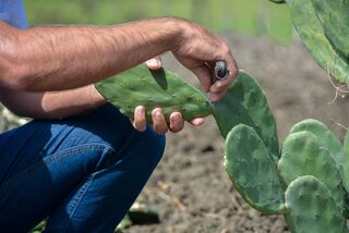 Prefeitura de Poço Dantas, Empaer, Fazenda Eficiente e BNB promovem dia de campo sobre cultura de palma forrageira 7 WhatsApp Image 2024 05 17 at 16.13.25