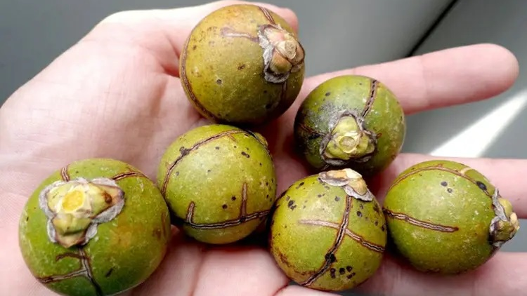 Macaúba: O Futuro do Agronegócio Brasileiro? 1 Macaúba: O Futuro do Agronegócio Brasileiro?