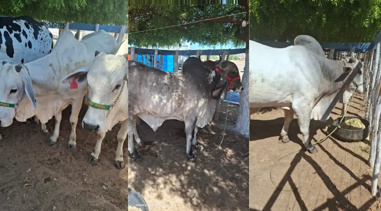 Fotos: Abertura da Agrouna movimenta Uiraúna com sucesso 1 Abertura da Agrouna movimenta Uirauna com sucesso