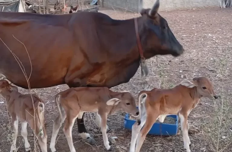 Vaca dá à luz trigêmeas idênticas em caso raro