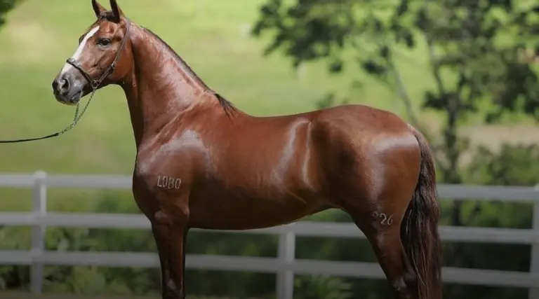 Intoxicação mata cavalo de R$ 12 milhões em Alagoas 1 Intoxicacao mata cavalo de R 12 milhoes em Alagoas