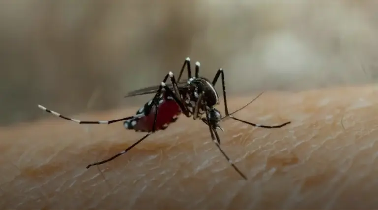 Vacina contra Zika: Brasil avança em testes 1 Vacina contra Zika: Brasil avança em testes