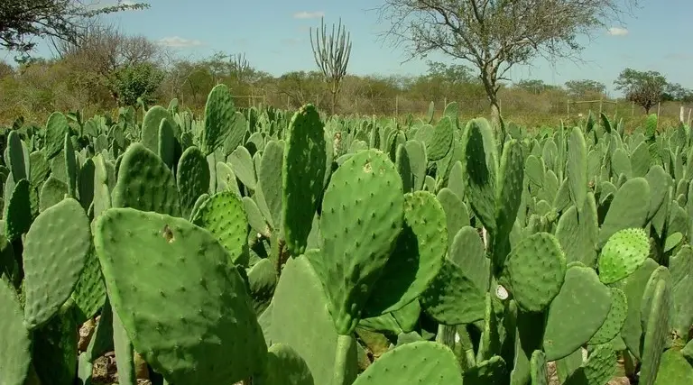 Bebida de palma da UFPB reduz colesterol e triglicerídeos 1 Bebida de palma da UFPB reduz colesterol e triglicerideos