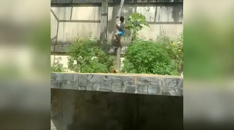 VÍDEO: Tragédia com Leão na Bica deixa um morto 1 Tragedia com Leao na Bica deixa um morto